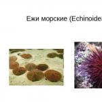 Ежи морские (Echinoidea) - презентация Морской еж презентация